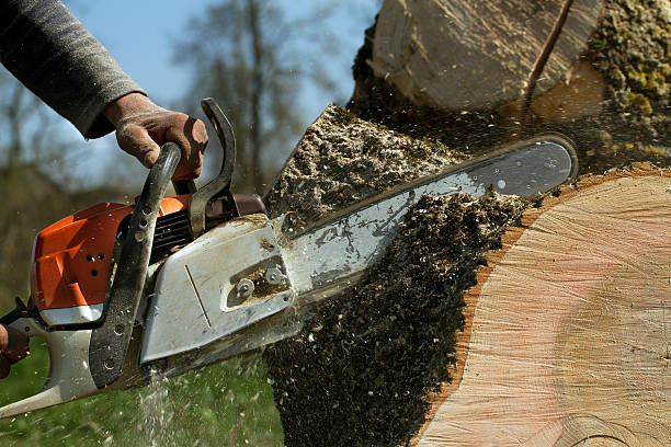 Emergency Storm Tree Removal in Appomattox, VA